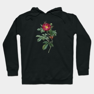 Dark Red Rose Flower Vintage Botanical Illustration Hoodie